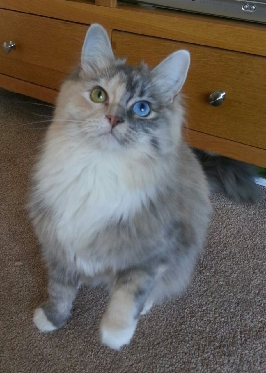 球迷“云聚”:虚拟现实技术带来了全新观赛体验,虚拟现实比赛