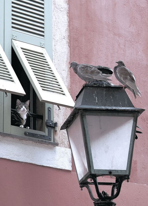 九游下载官网-保利斯塔攻防转换效率提高，保利斯塔嘉宝果介绍