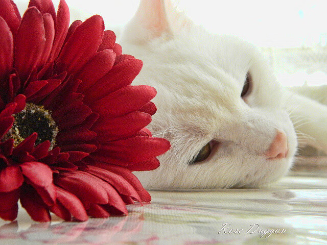 九游官网pc-利物浦队客场战胜南安普敦队，豪取三分，利物浦vs南安普敦