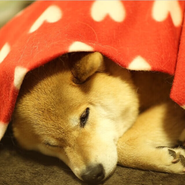 哈里·马奎尔因伤无缘欧洲杯,表达失望之情,哈里马奎尔绰号