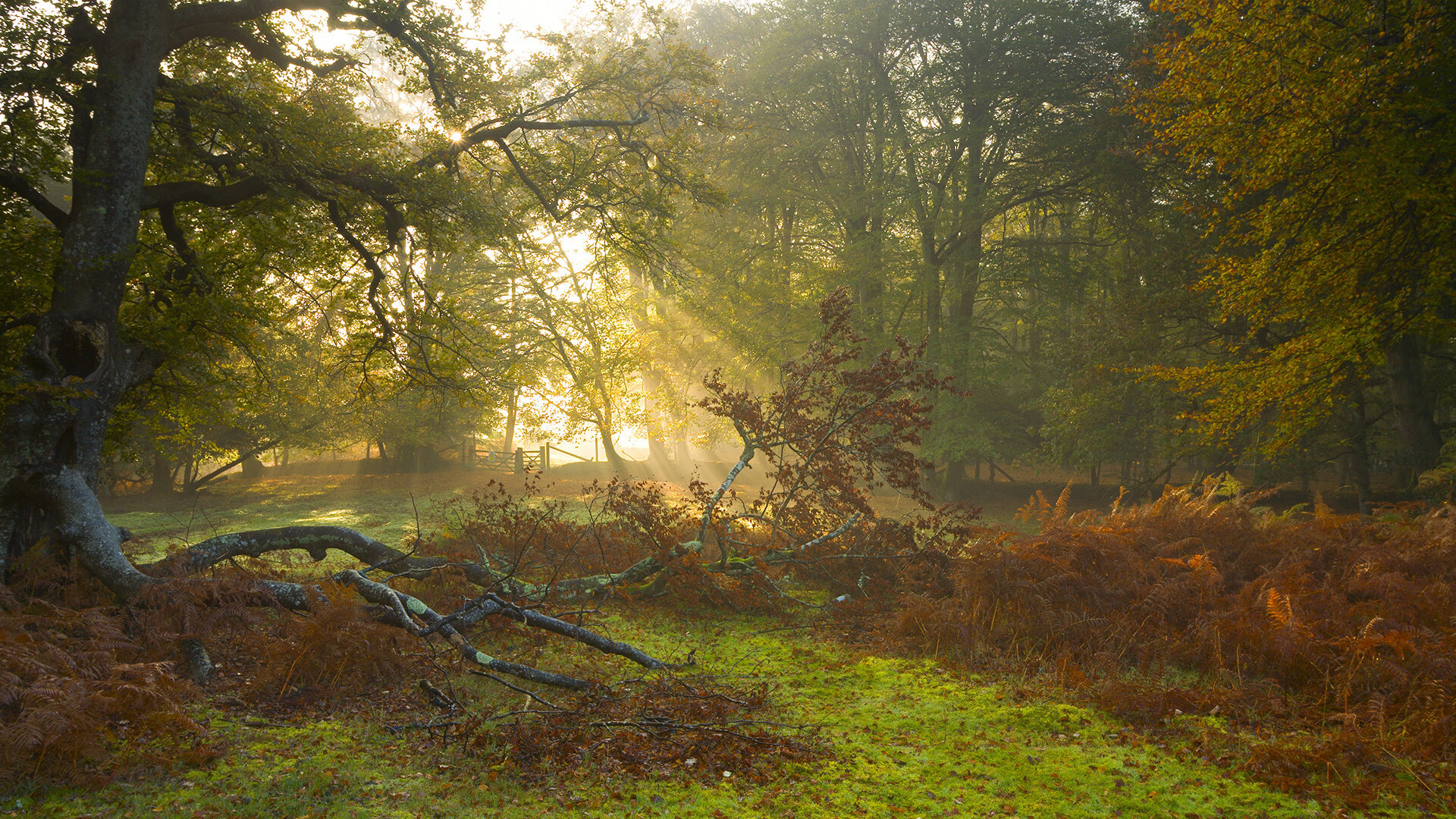九游官网pc-墨西哥队在巴黎奥运会比赛中多次通过二次进攻得分，墨西哥奥运足球队名单