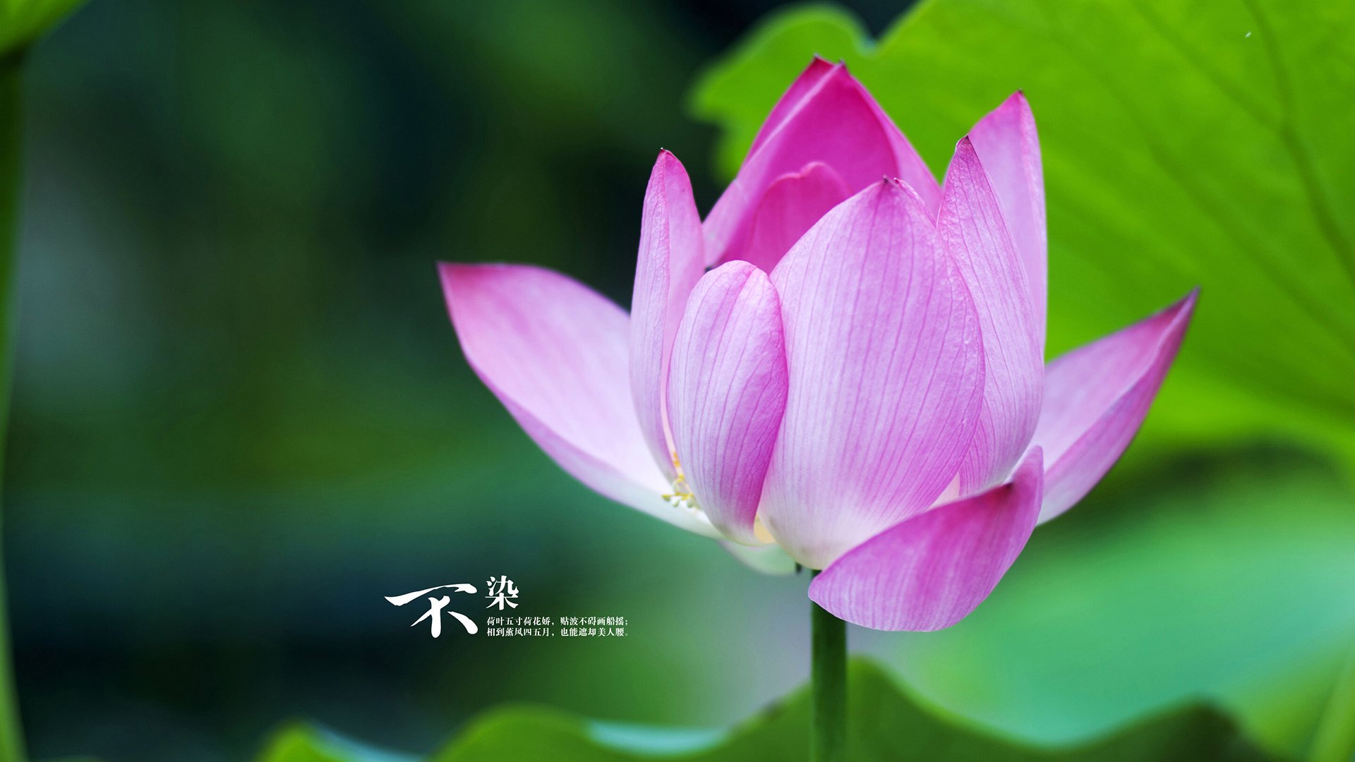 九游网页版官网-日本足球队展现强大团队合作精神，日本人足球队