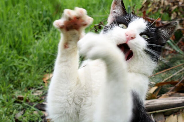 九游APP官网-现场回顾：上海比赛火爆一触即发，2022上海赛事