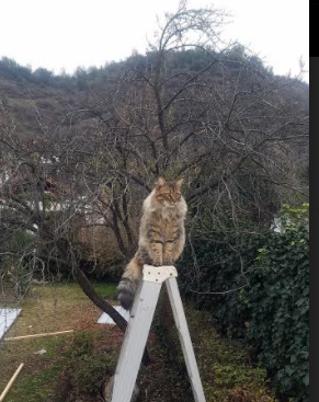 九游娱乐APP-马竞客场1-1战平皇家社会，积分榜领先优势扩大，马竞对皇家社会历史战绩