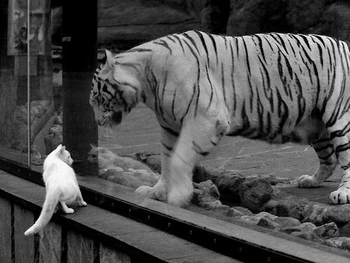 马竞客场1-1战平皇家社会,积分榜领先优势扩大,马竞对皇家社会历史战绩