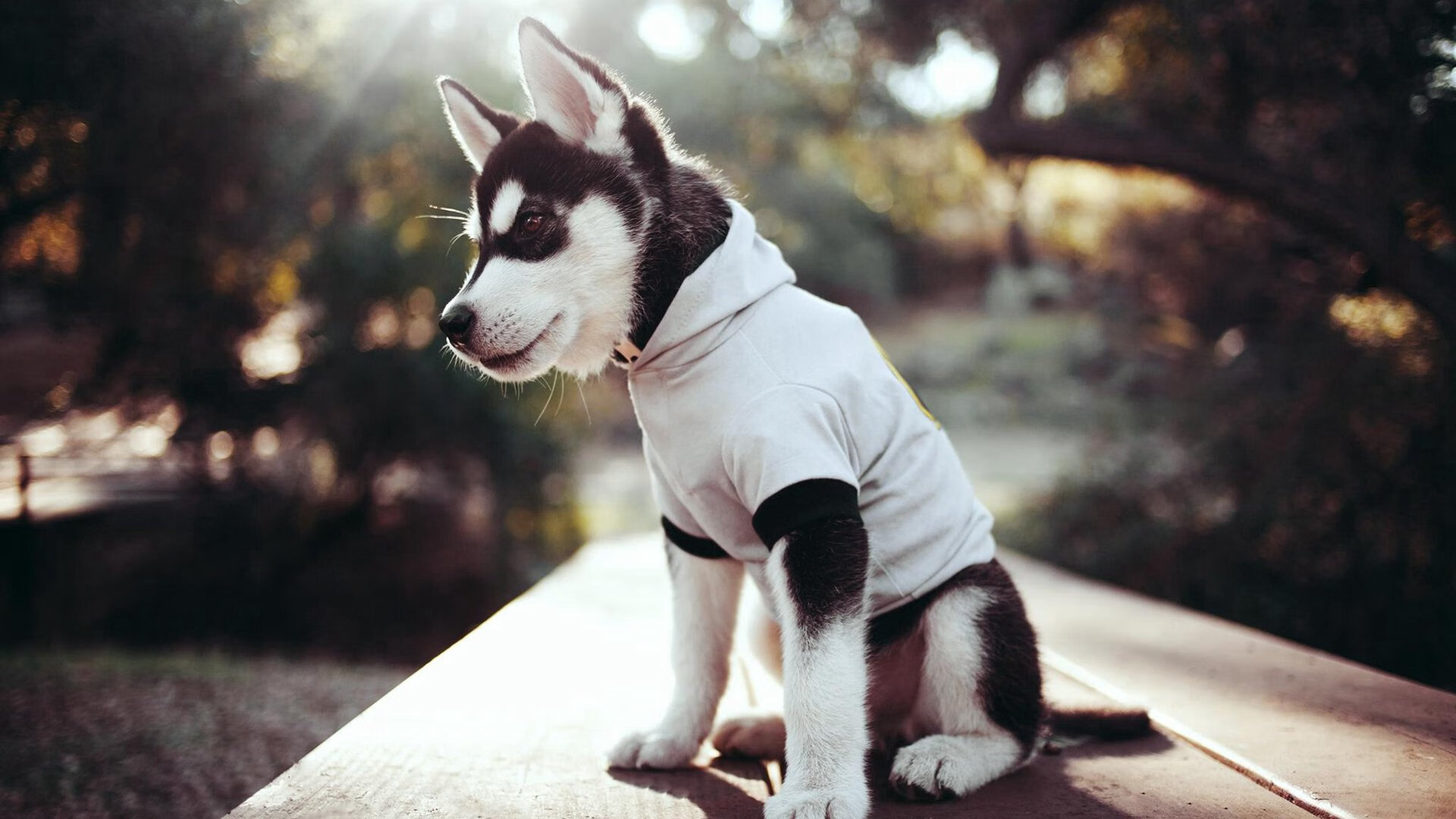 NBA球员训练营成长轨迹,nba训练营2021