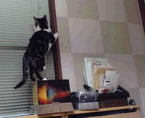 九游娱乐-罗马尼亚队在国际乒联混合团体世界杯中的战术与挑战，罗马尼亚乒乓球历史