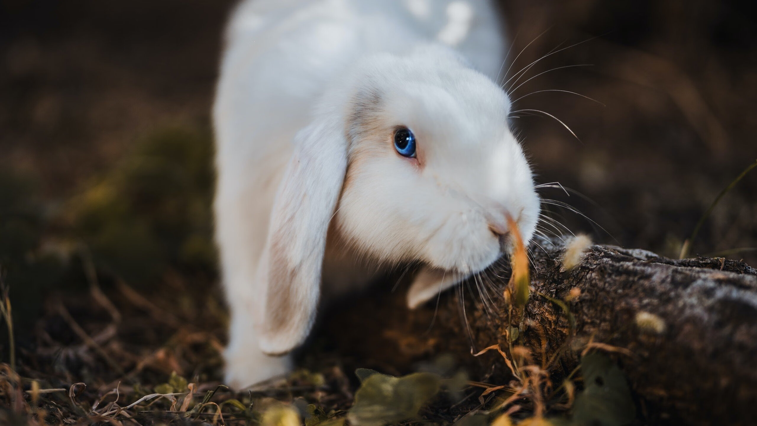 卢旺达男篮在非洲锦标赛中成功夺冠,迈向更高目标