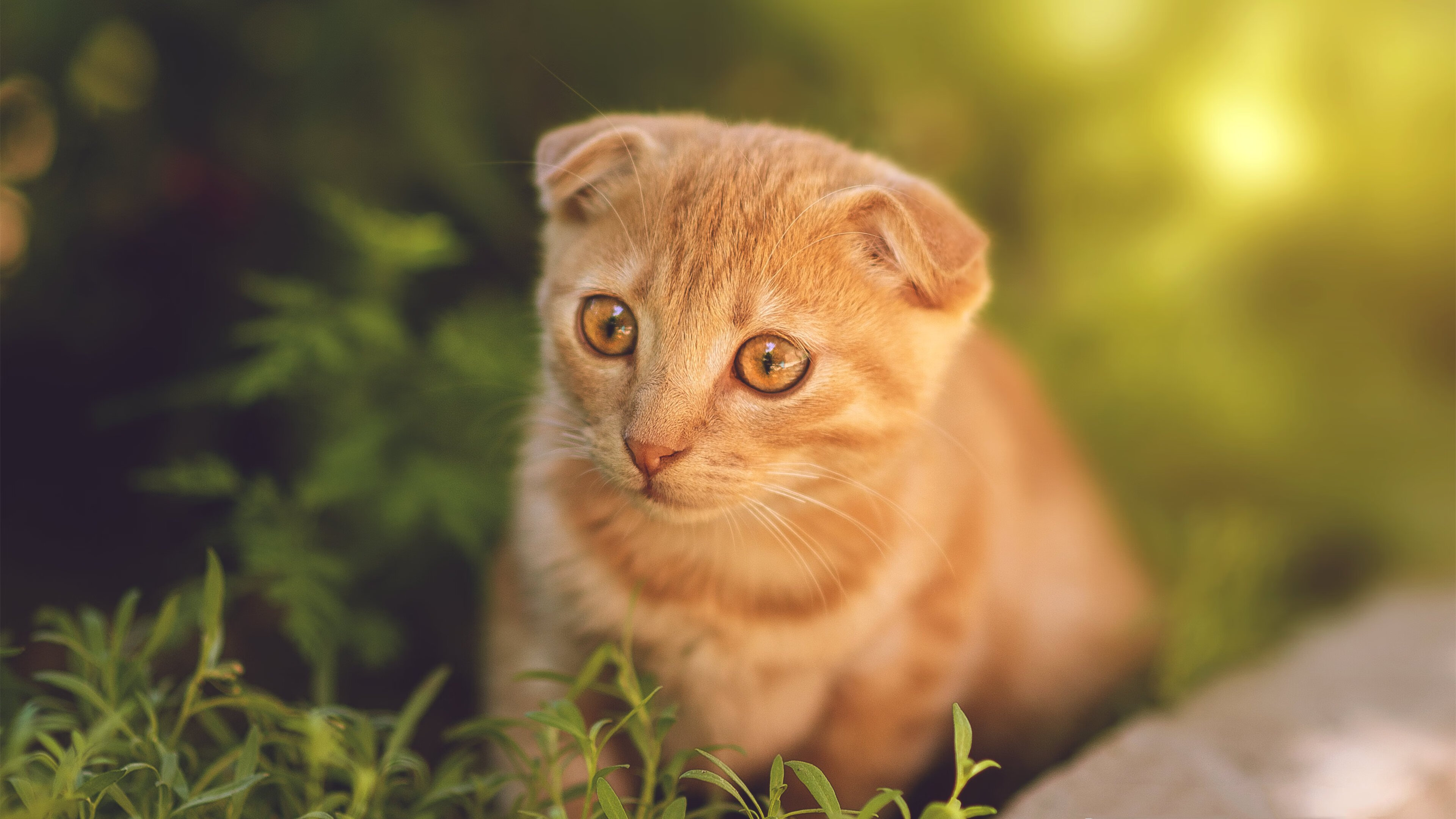 九游(jiuyou)官方网站-德甲爆发瞬间：闪电突围，得分如探囊取物！，德国闪电攻势