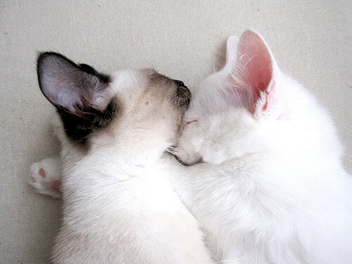 九游登录入口-阿莱克西蝶泳冲刺力强势晋级，阿莱克西亚唱歌