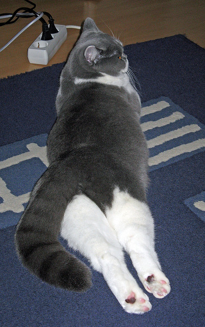 JIU YOU GAME-黄蜂主打转换进攻增加节奏变化，黄蜂前期怎么打